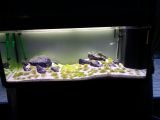 cyano + filamenteuses Xawsnz3k