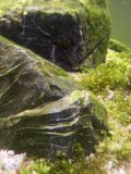 cyano + filamenteuses Kjjisi88