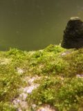 cyano + filamenteuses Ypnjypyv