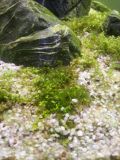cyano + filamenteuses Z56a2uda