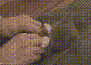 wdz5ev5t.gif