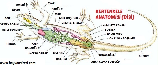 [Resim: gqeirhr6.jpg]