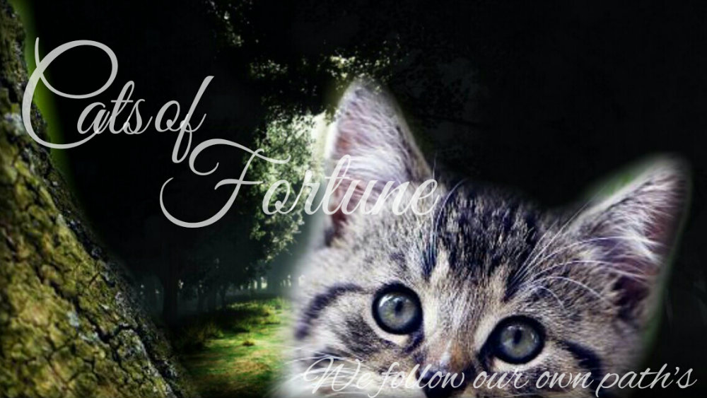 Cats of Fortune