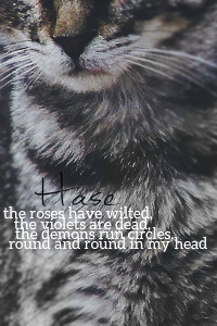 Hase