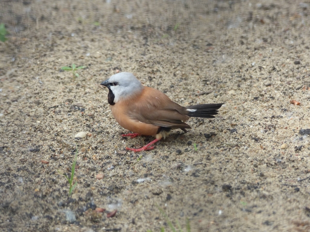 Poephila cincta The ZT2 Round Table