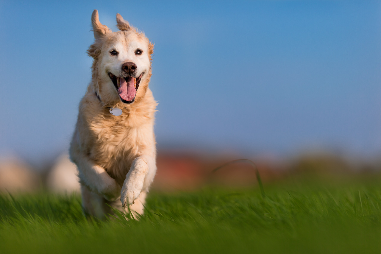 IMAGE: http://fs5.directupload.net/images/160731/gusgw3wu.jpg