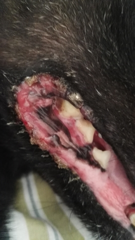Zähneputzen beim Hund D6isgnll