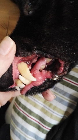 Zähneputzen beim Hund Rrx8tsgk