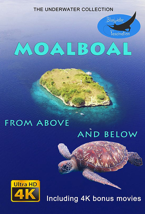 Moalboal.Night.Dive.2016.2160p.WEB-DL.AAC2.0.x264-ULTRAHDCLUB