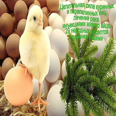 Целительная сила куринных и перепелинных яиц (2016/WebRip) 