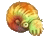 Nautilus Nautilus