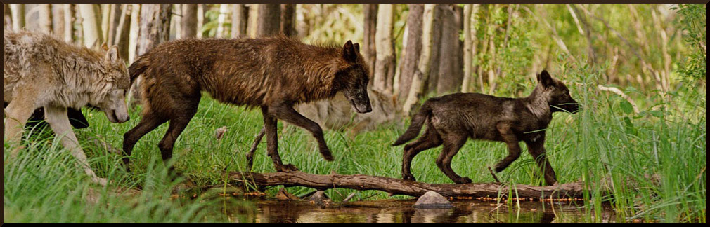 Krähennest - Ein Wolfs RPG