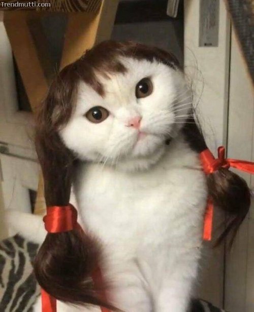 fqndltb6.jpg