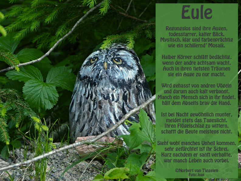 Eule