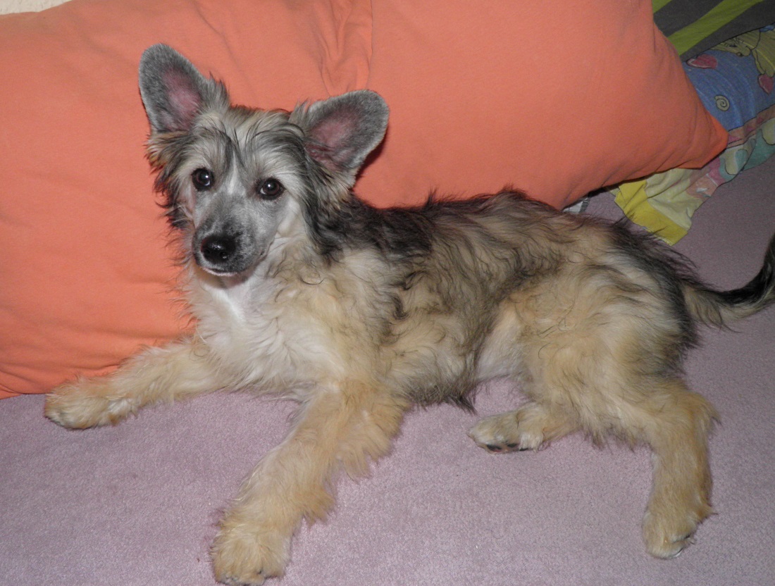 Dina - Chinese Crested Powderpuff