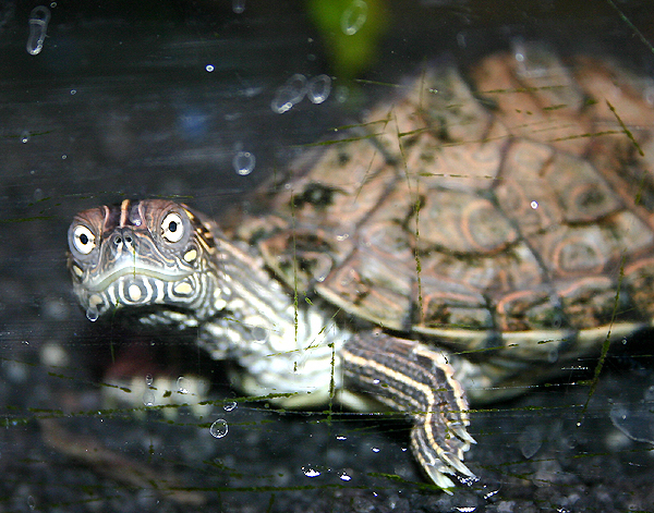 Schildkröte