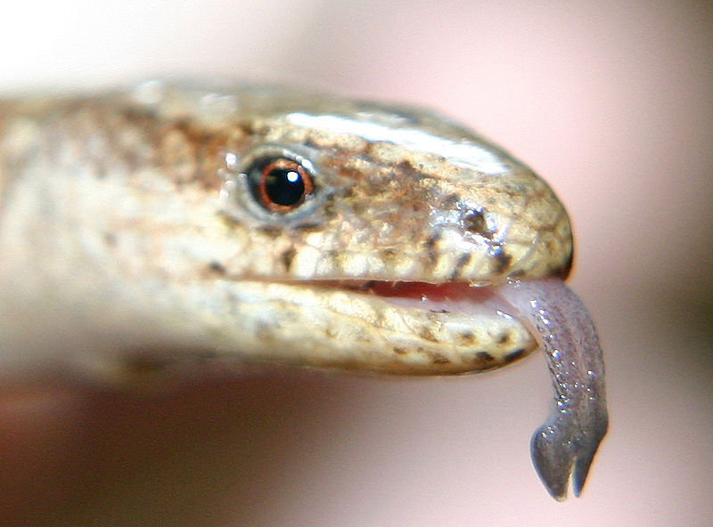Blindschleiche