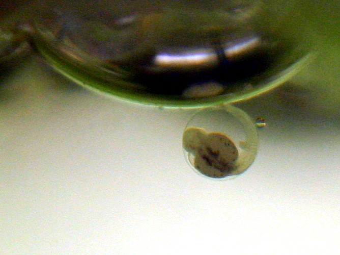 Fischlarve im Ei