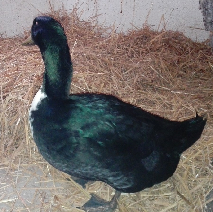 Ente