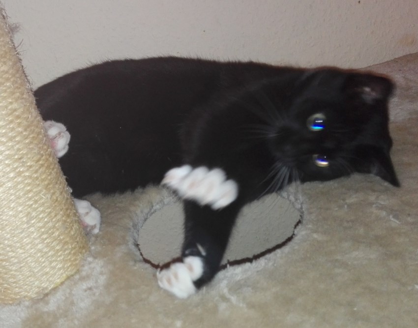 Katze