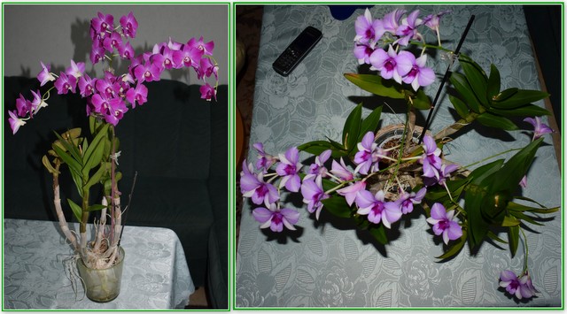 https://fs5.directupload.net/images/user/171210/57uzaw9l.jpg