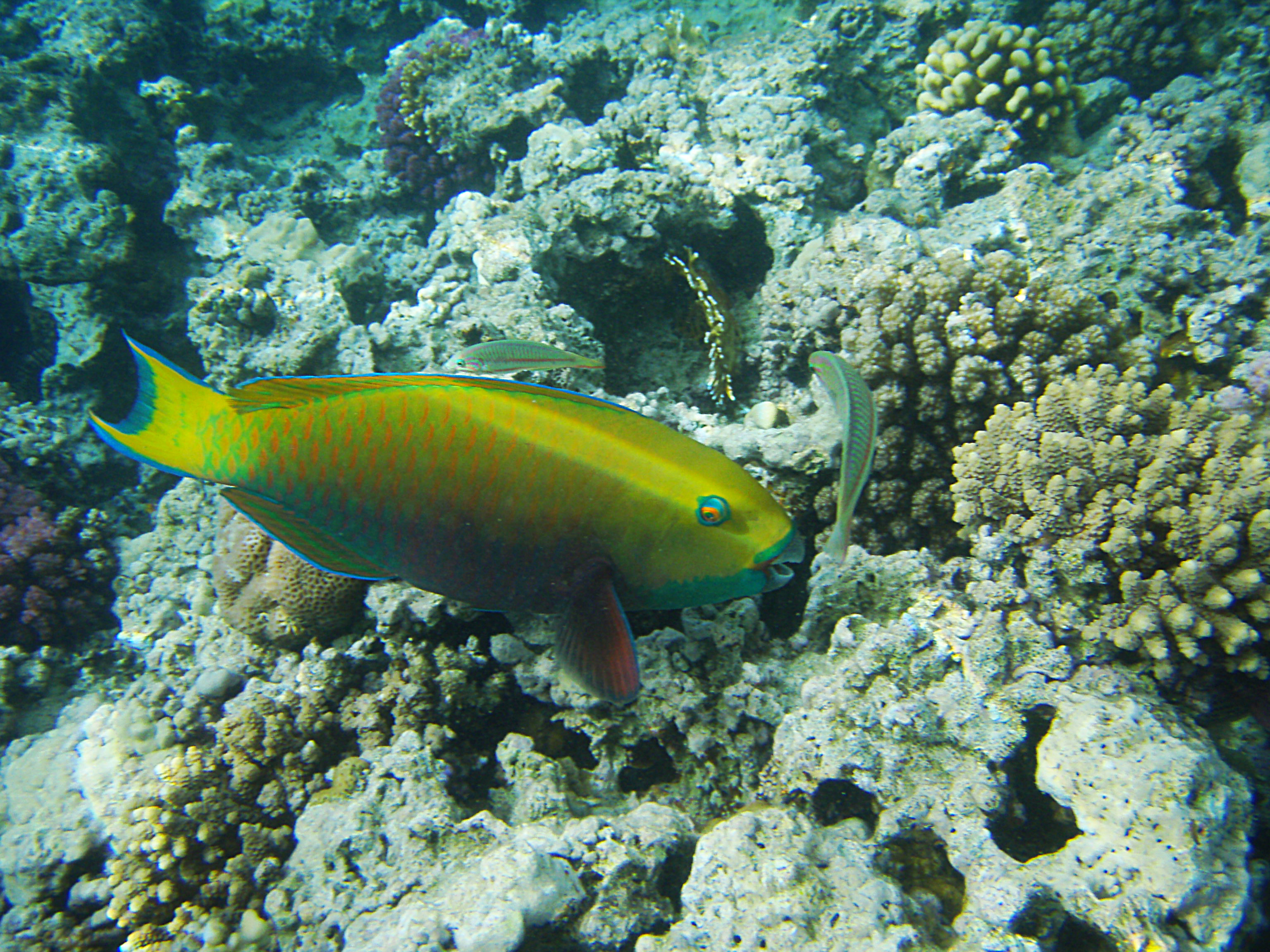 https://fs5.directupload.net/images/user/180916/5gwq86hh.jpg
